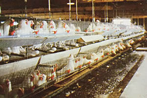 A factory-like atmosphere is typical of many commercial egg producers.